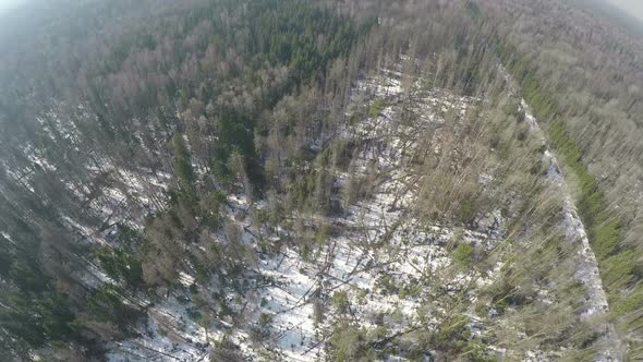 Aerial scene of mixed forest with birches and spruce trees in winter