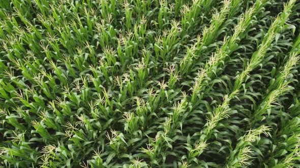 Top view around you, over a corn field. Green corn stalks, agriculture, agro-industry.