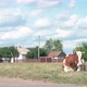 Cow Lies On The Grass - VideoHive Item for Sale
