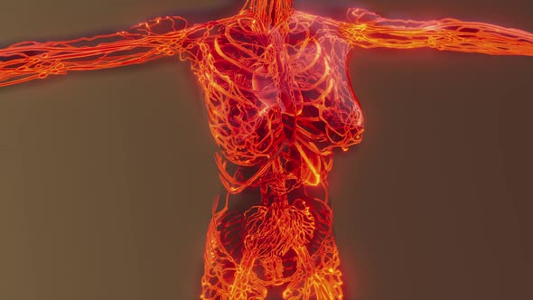 Human Circulatory System Medical Scan