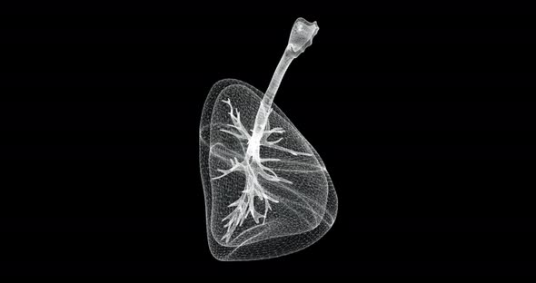 Lungs Hologram