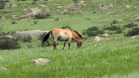Wild Przewalski Horse in Moorland