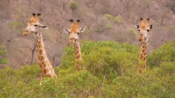 Three giraffe in Kruger National Park, South Africa