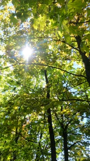 Vertical Video of the Forest in the Spring