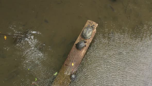 Close up of yellow spotted river turtle sunbathing on log 