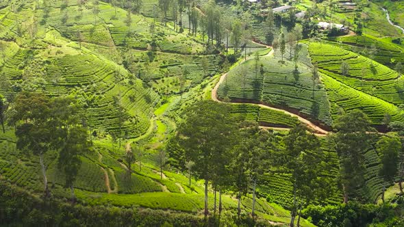 Top View of Tea Plantations on the Hillsides in the Mountains of Sri Lanka