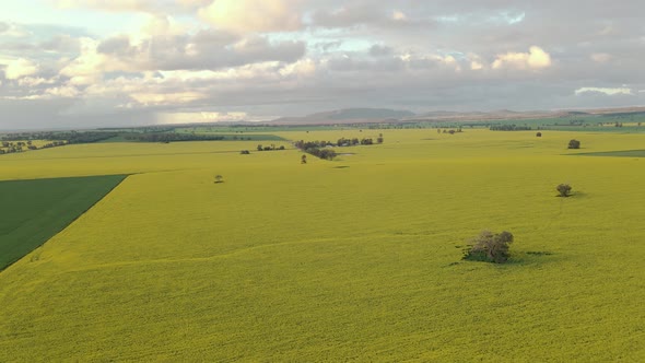 Panning aerial shot of a canola field.