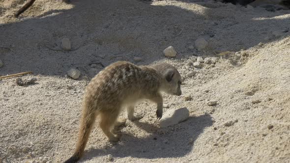 Cute Baby Meerkat slowly digging hole in sandy terrain outdoors during sunny day - slow motion