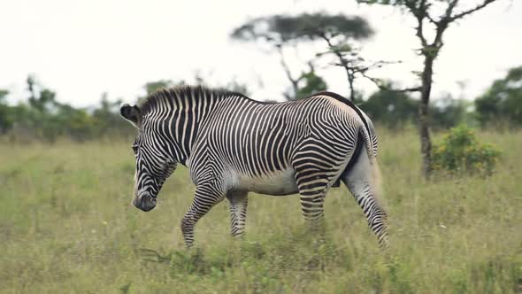 Grevy's Zebra Walking On The Grass At The Savannah In Kenya - Medium Shot