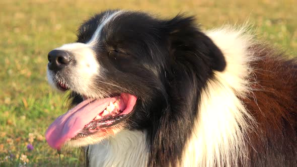 A Border Collie Stands in a Meadow on a Sunny Day - Closeup