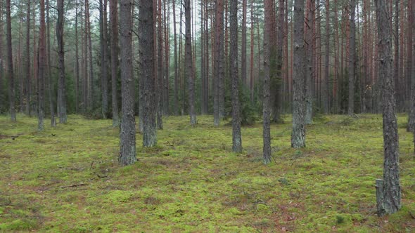 Pine Tree Forest