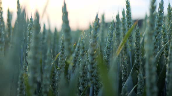 Close Up Green Field of Early Wheat at Sunset in the Evening