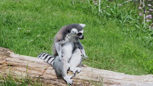 Ring tailed lemur on a tree trunk, Lemur catta.