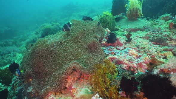 Clownfish Anemonefish Actinia