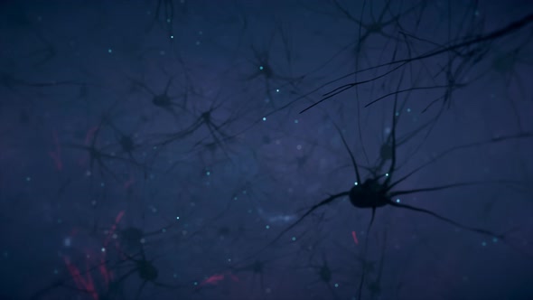 Animation of the Activity of Neurons and Synapses