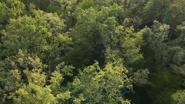 Trees in the Forest Aerial View, Slow Motion