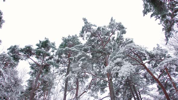 Snowy Pine Forest in Estonia in Winter