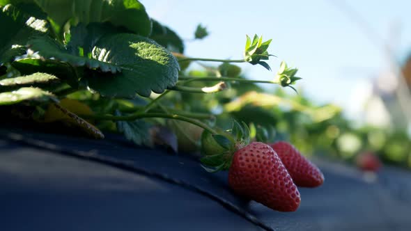 Strawberries in the farm on a sunny day 4k