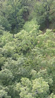 Aerial View of Green Forest in Summer