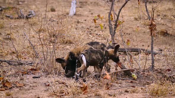 African wild dog in Kruger National park, South Africa