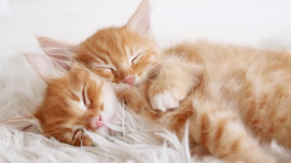 Cute Little Ginger Kittens Sleeping on a Fur White Blanket