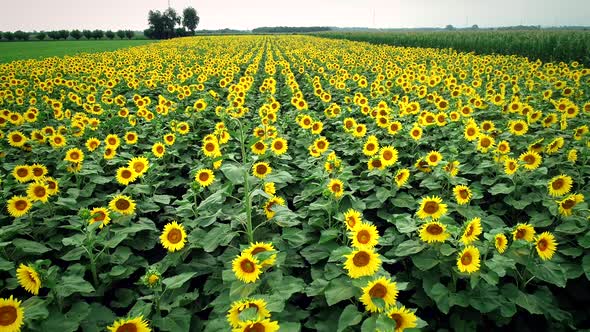 Aerial view of sunflowers in fresh green fields.