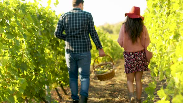 Back View of Caucasian Couple Walking in a Vineyard