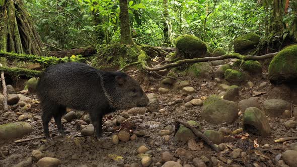 A collard peccary Pecari tajacu in a tropical rainforest of South America