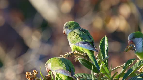 A group of Monk Parakeets ( Myiopsitta monachus) perching on a medlar tree. slow motion video.