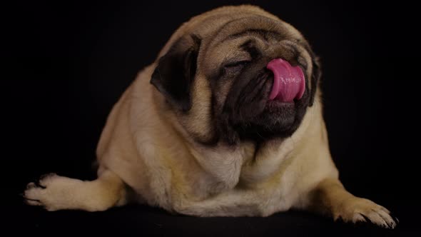 Close Up of Cute Pug Licks Muzzle Lying on Black Background