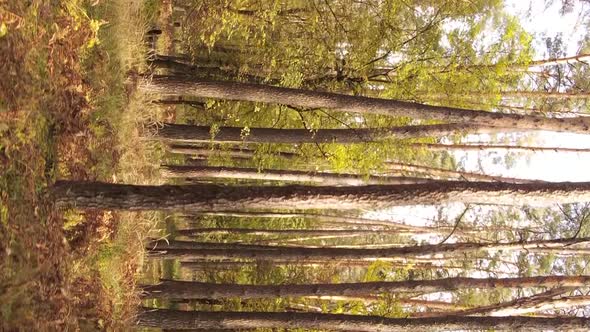 Vertical Video of an Autumn Forest During the Day in Ukraine