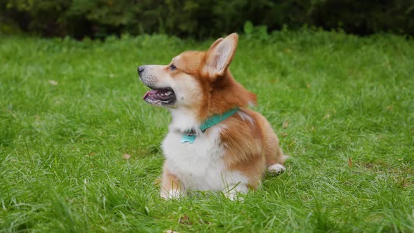 A Beautiful Reddish White Pembroke Welsh Corgi Sits Looks Forward on the Green Grass in the Park