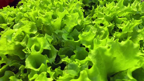 Green Lettuce Leaves Top View Slow Motion Camera Dolly Wiring