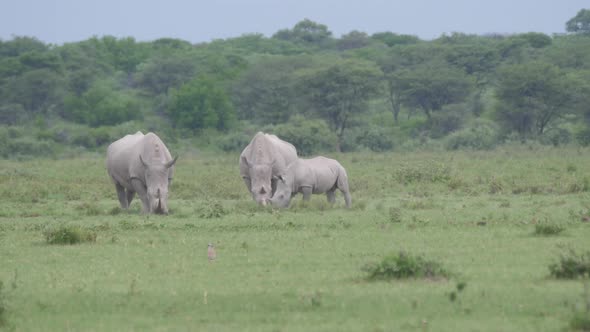 Herd of rhinos grazing at Khama Rhino Sanctuary