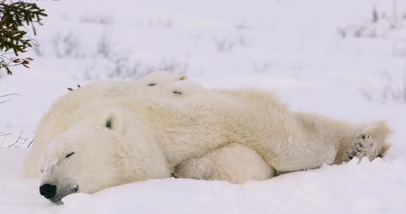 Medium shot of Polar Bear sow and cubs resting, sow looks around.