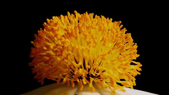 Macro shot of a Matilija Poppy over a black background