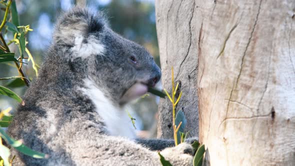 Koala on a Tree Eating Leaves