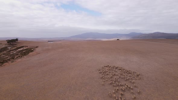 Flock of sheep running over vast farm landscape in arid region; aerial