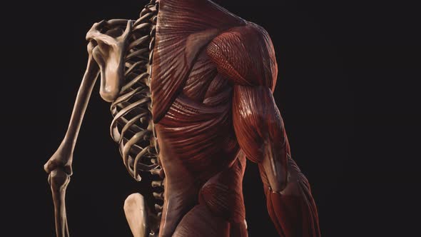 Muscular and Skeletal System of Human Body