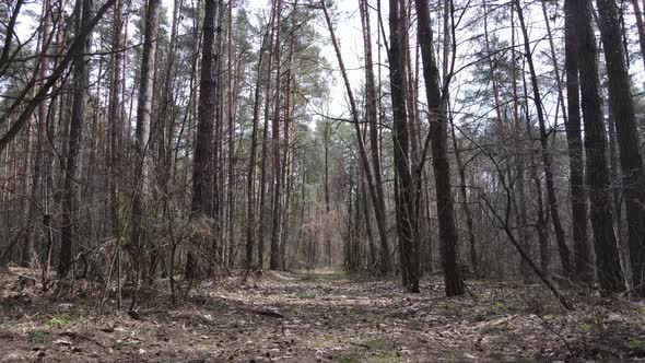 Trees in a Pine Forest During the Day Aerial View