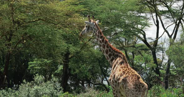 Closeup of a Giraffe in a Landscape Location in Africa