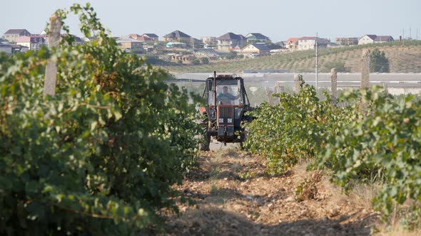 Treatment of Vineyards From Pests