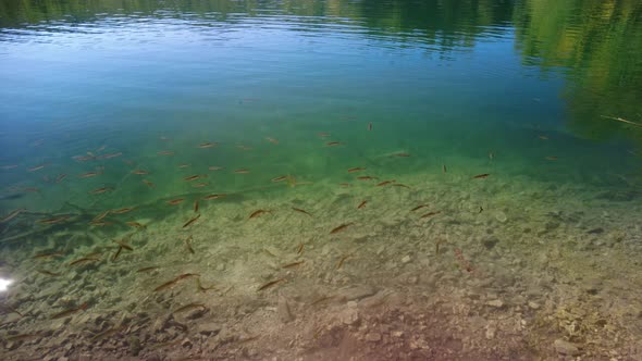 Common Rudd Fish in Plitvice Lakes National Park