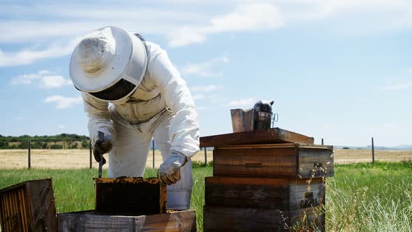 Beekeeper removing honeycomb from beehive in apiary