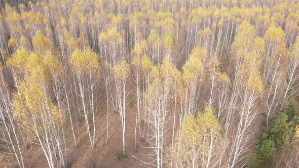 Forest with Trees in an Autumn Day