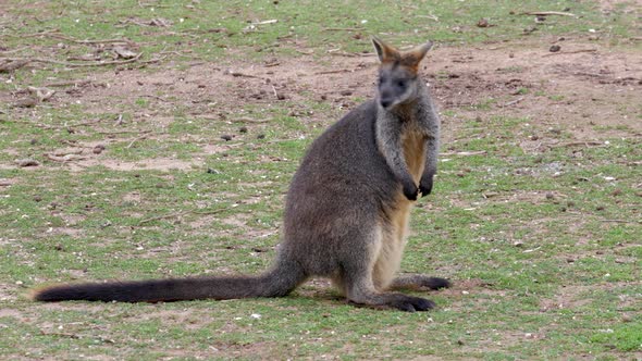 Wallaby sitting and scratching itself on the grass.