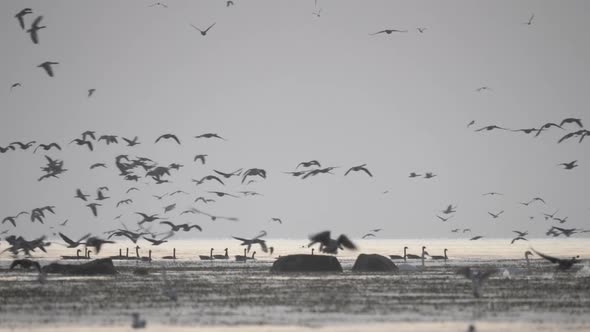 Enormous Flock Of Birds