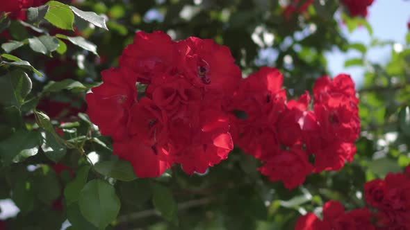 Beautiful Red Roses in the Sun