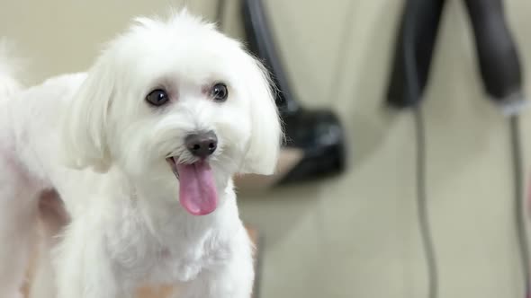 Young White Maltese