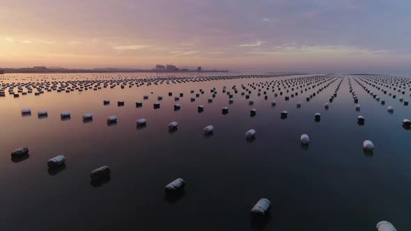 Oyster Farm at Sunset Time